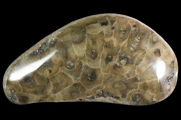 Polished Petoskey Stone (Fossil Coral) - Michigan #156126